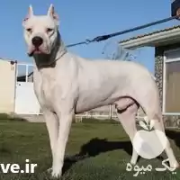 فروش سگ داگوآرژانت ینو قدرتمند و حرفه در کرج در گروه سگ و گربه در یکمیوه