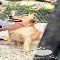 خرید فروش انواع سگ نگهبان گارد در گروه سگ و گربه در یکمیوه