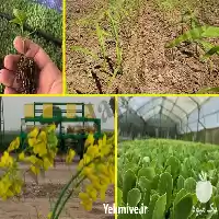 قیمت خرید نشاکار صیفی و سبزی در کرج در گروه خرید و فروش دستگاه نشا در یکمیوه