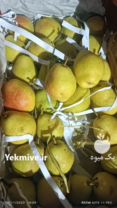 اجاره باغ میوه در کرج در گروه اجاره باغ میوه در یکمیوه -عکس1