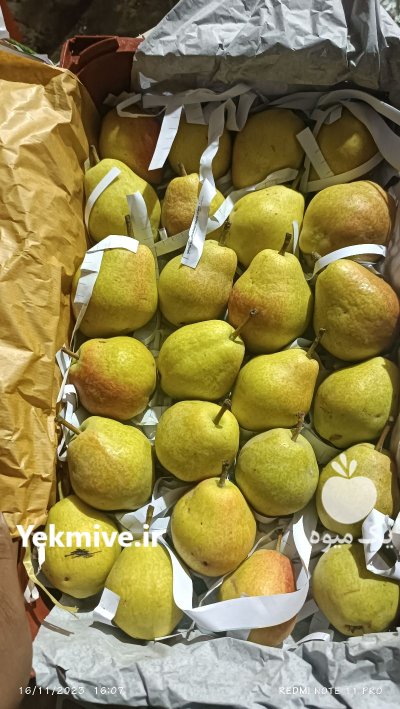 اجاره باغ میوه در کرج در گروه اجاره باغ میوه در یکمیوه -عکس2