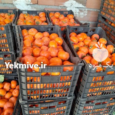 اجاره باغ میوه در کرج در گروه اجاره باغ میوه در یکمیوه -عکس3