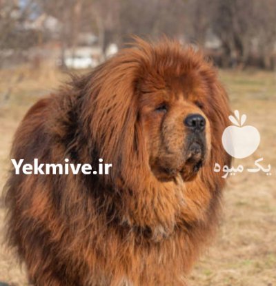 فروش سگ تبتی ماستیف فوق العاده در کرج در گروه سگ و گربه در یکمیوه -عکس2