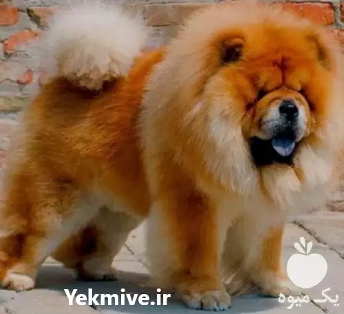 قیمت خرید سگ چاوچاو توله نرو در تهران در گروه سگ و گربه در یکمیوه -عکس1