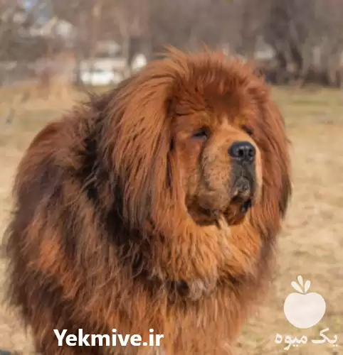 قیمت خرید مولدین سگ تبتی ماستیف در کرج در گروه سگ و گربه در یکمیوه -عکس1