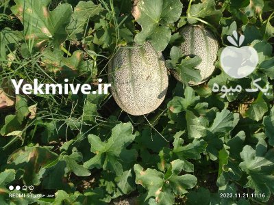 فروش خربزه جانا درجه یک در میناب در گروه خرید و فروش خربزه در یکمیوه -عکس1