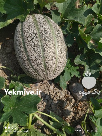 فروش خربزه جانا درجه یک در میناب در گروه خرید و فروش خربزه در یکمیوه -عکس2