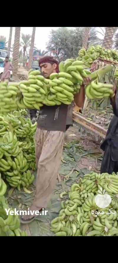 موز صادراتی درجه 1 پاکستانی در گروه خرید و فروش موز در یکمیوه -عکس1