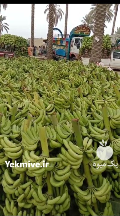 موز صادراتی درجه 1 پاکستانی در گروه خرید و فروش موز در یکمیوه -عکس3