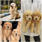 فروش سگ گلدن رتریور فوق العاده در کرج در گروه سگ و گربه در یکمیوه