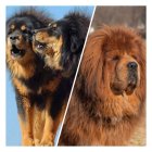 فروش سگ تبتی ماستیف فوق العاده در کرج در گروه سگ و گربه در یکمیوه