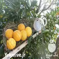 فروش میوه چین میوه کن دستی در گروه خرید و فروش لوازم باغبانی در یکمیوه