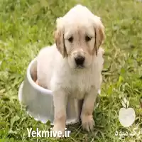 فروش سگ گلدن رتریور زیبا در تهران در گروه سگ و گربه در یکمیوه