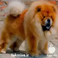 قیمت خرید سگ چاوچاو توله نرو در تهران در گروه سگ و گربه در یکمیوه