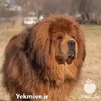 قیمت خرید مولدین سگ تبتی ماستیف در کرج در گروه سگ و گربه در یکمیوه