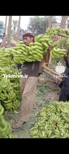 موز صادراتی درجه 1 پاکستانی