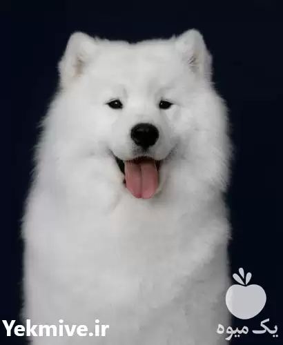 قیمت خرید توله سگ ساموید قیمت در تهران در گروه سگ و گربه در یکمیوه -عکس1