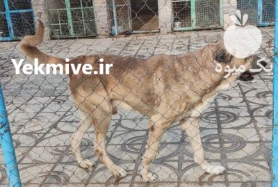 فروش استثنایی سگ سرابی یا گرگ در کرج در گروه سگ و گربه در یکمیوه -عکس1