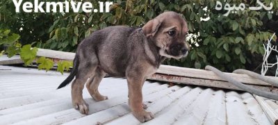 فروش استثنایی سگ سرابی یا گرگ در کرج در گروه سگ و گربه در یکمیوه -عکس2