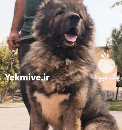 فروش تخصصی انواع سگ قفقازی شاه در کرج در گروه سگ و گربه در یکمیوه -عکس1