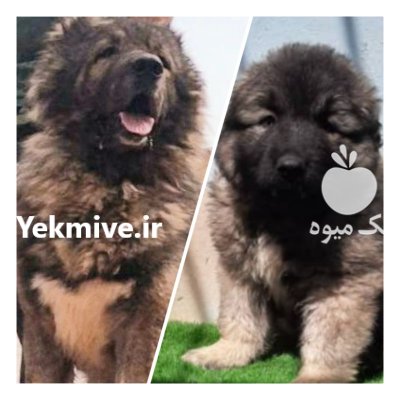 فروش تخصصی انواع سگ قفقازی شاه در کرج در گروه سگ و گربه در یکمیوه -عکس2