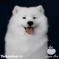 قیمت خرید توله سگ ساموید قیمت در تهران در گروه سگ و گربه در یکمیوه