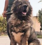 فروش تخصصی انواع سگ قفقازی شاه در کرج در گروه سگ و گربه در یکمیوه