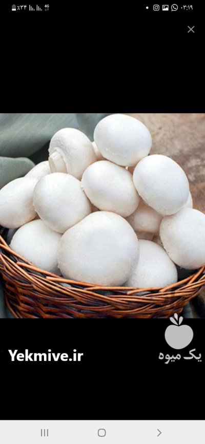 فروش قارچ دکمه ای در ارومیه در گروه خرید و فروش قارچ در یکمیوه -عکس1