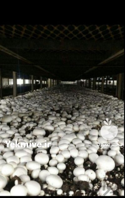 فروش قارچ دکمه ای در ارومیه در گروه خرید و فروش قارچ در یکمیوه -عکس2