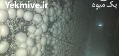 فروش قارچ دکمه ای در ارومیه در گروه خرید و فروش قارچ در یکمیوه -عکس3