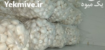 فروش قارچ دکمه ای در ارومیه در گروه خرید و فروش قارچ در یکمیوه -عکس4