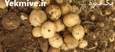 سیب زمینی سانتا بذری 1400 در سنقر در گروه خرید و فروش سیب زمینی در یکمیوه -عکس1