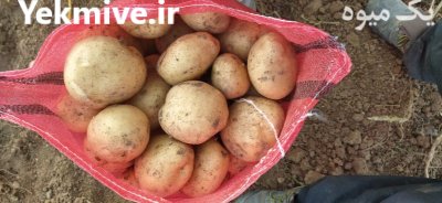 سیب زمینی سانتا بذری 1400 در سنقر در گروه خرید و فروش سیب زمینی در یکمیوه -عکس2
