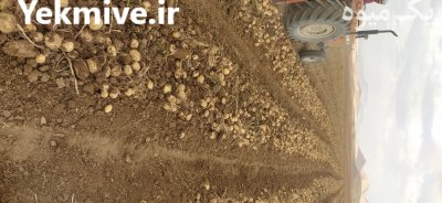 سیب زمینی سانتا بذری 1400 در سنقر در گروه خرید و فروش سیب زمینی در یکمیوه -عکس3
