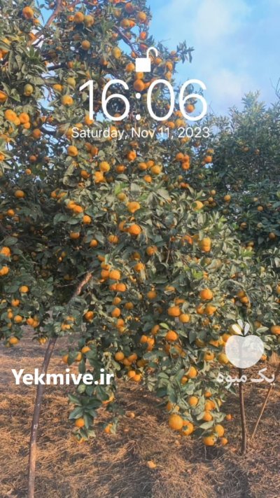 فروش مرکبات در ساری در گروه خرید و فروش نارنگی در یکمیوه -عکس1