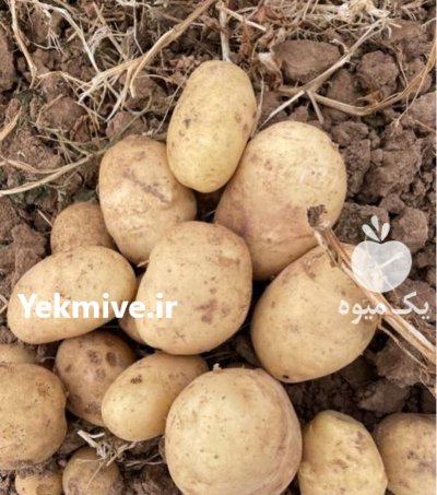 سیب زمینی در گروه خرید و فروش سیب زمینی در یکمیوه -عکس1
