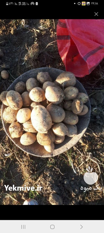 سیب زمینی در گروه خرید و فروش سیب زمینی در یکمیوه -عکس2