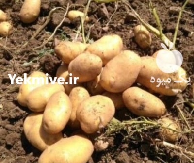 سیب زمینی در گروه خرید و فروش سیب زمینی در یکمیوه -عکس3