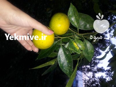 نارنج طبیعی در رشت در گروه خرید و فروش نارنج در یکمیوه -عکس1