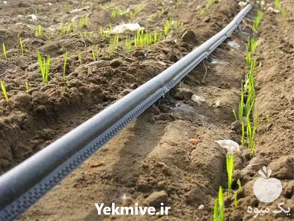 قیمت خرید تجهیزات کشاورزی و باغبانی در تهران در گروه خرید و فروش انواع تجهیزات کشاورزی در یکمیوه -عکس1