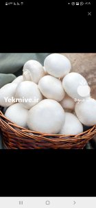 فروش قارچ دکمه ای در ارومیه در گروه خرید و فروش قارچ در یکمیوه