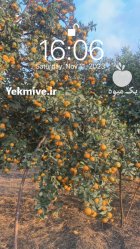 فروش مرکبات در ساری در گروه خرید و فروش نارنگی در یکمیوه