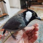 آگهی مشابه فروش بلبل خرمای نر در تهران در گروه خرید و فروش انواع پرنده در یکمیوه