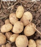 سیب زمینی در گروه خرید و فروش سیب زمینی در یکمیوه