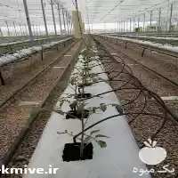 قیمت خرید اسپایک با قیمت مناسب در تهران در گروه خرید و فروش دستگاه آبیاری در یکمیوه