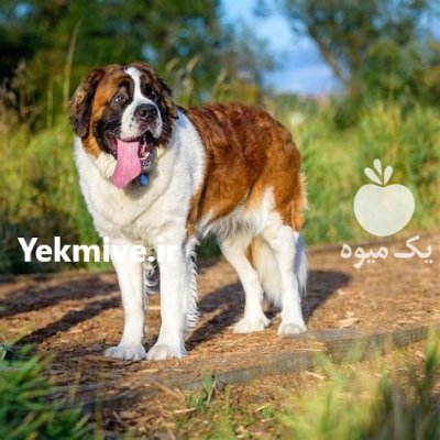 فروش سگ سنت برنارد و رک لاین در گروه حیوانات خانگی در یکمیوه -عکس1