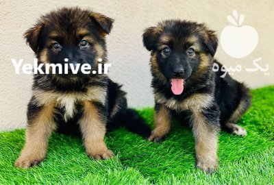 فروش سگ ژرمن شپرد اصیل در کرج در گروه سگ و گربه در یکمیوه -عکس1