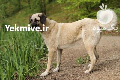 فروش سگ سراب مخصوص نگهبانی در گروه سگ و گربه در یکمیوه -عکس1