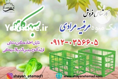 سبد پلاستیکی حمل کاهو قیمت سبد در قائم شهر در گروه خرید و فروش انواع سبد در یکمیوه -عکس1