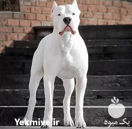قیمت خرید سگ داگو آرژانتینو در تهران در گروه سگ و گربه در یکمیوه -عکس1